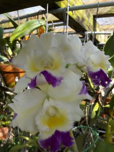 Rhyncholaeliocattleya Mari's Melody