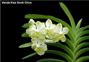 Vanda Kwa Geok Choo