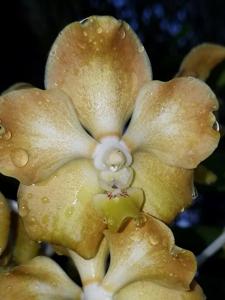 Vanda Harvest Time