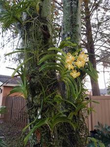 Vanda Harvest Time