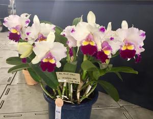 Rhyncholaeliocattleya First Class