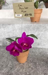 Cattlianthe Pixie Lair