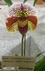 Paphiopedilum Mountain's Bell