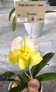 Paphiopedilum Sorcerer's Stone