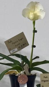 Paphiopedilum Mystic Knight