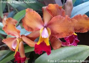 Rhyncholaeliocattleya Egyptian Queen