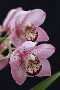 Cymbidium Steve Cantrell