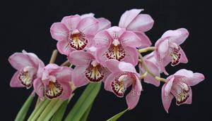 Cymbidium Steve Cantrell