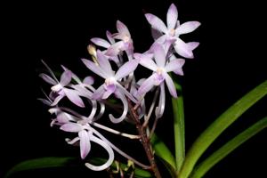 Vanda A. F. Buckman