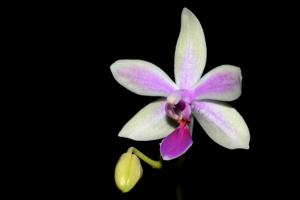 Phalaenopsis Mahinhin