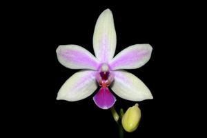 Phalaenopsis Mahinhin