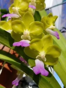 Vandachostylis Laem Sing