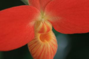 Phragmipedium Jersey