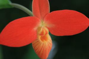 Phragmipedium Jersey