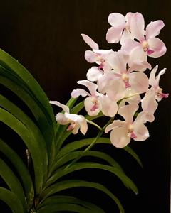 Vanda Edwin's White Romance