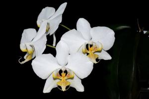 Phalaenopsis leda