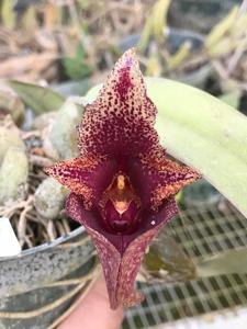 Bulbophyllum Laura Newton