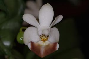 Phalaenopsis Lovely Kid