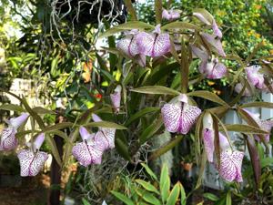 Brassocattleya Adrienne Arsht