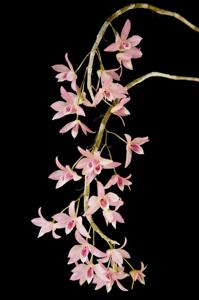 Dendrobium Chanthaboon Sakura