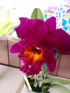 Rhyncholaeliocattleya Hawaiian Ruby