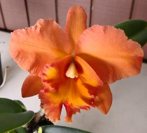 Rhyncholaeliocattleya Jessie Lee
