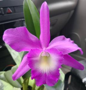 Rhyncholaeliocattleya Memoria Marg Steele