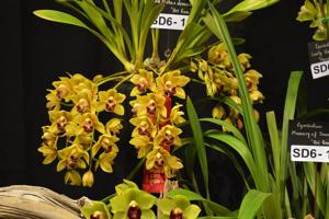 Cymbidium Gold Strike-devonianum