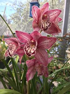 Cymbidium Rosemarie Basallo