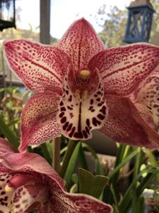 Cymbidium Rosemarie Basallo