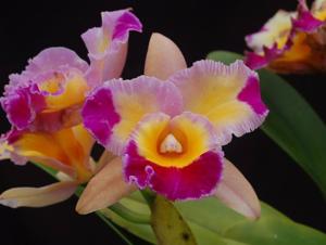 Rhyncholaeliocattleya Dick Smith