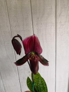 Paphiopedilum Hsinying Alien