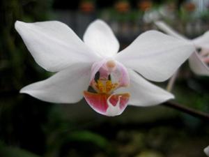 Phalaenopsis intermedia