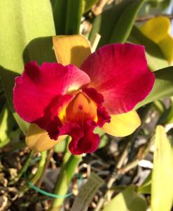 Rhyncholaeliocattleya Tzeng-Wen Beauty