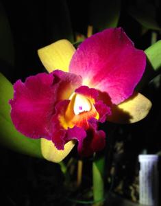 Rhyncholaeliocattleya Tzeng-Wen Beauty