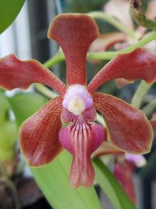 Vanda Lizzy Green