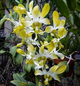 Dendrobium Genting Royal