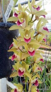 Cymbidium Janis Elaine Hoenig