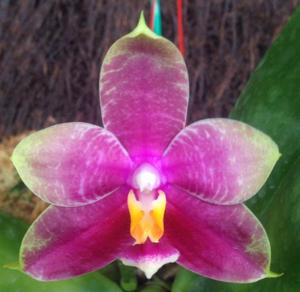 Phalaenopsis SG Passion
