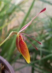 Restrepia Orange Pixie