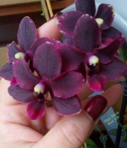 Phalaenopsis Frog Hollow Black Cherry Sundae