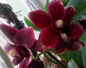 Phalaenopsis Frog Hollow Black Cherry Sundae