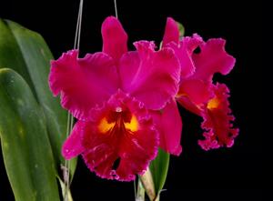 Rhyncholaeliocattleya Sanyung Ruby