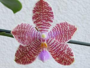 Phalaenopsis Sylvia M