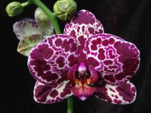 Phalaenopsis Lioulin Wild Cat