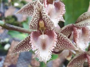 Catasetum perazolianum