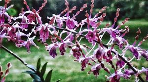 Dendrobium Margaret Thatcher