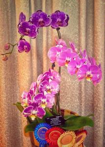 Phalaenopsis OX Firebird