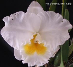 Rhyncholaeliocattleya Burdekin Jewel