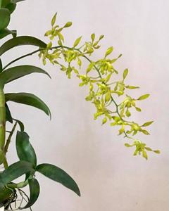 Dendrobium Ambrosian Jade